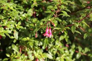 Shrubs Chch Canterbury: Fuchsia Lottie Hobby
