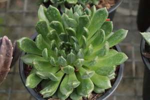 Echeveria Bella