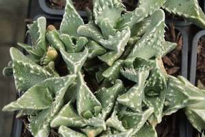 Faucaria Texture Mix