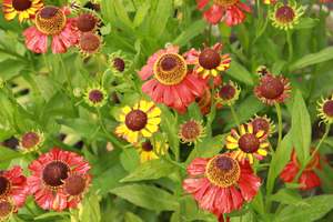 Plants Beginning With H: Helenium Red Wonder
