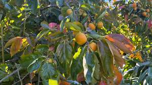 Persimmon Matsumoto Wase Fuyu