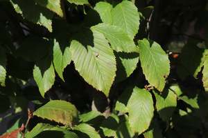 Carpinus betulis Double Standard