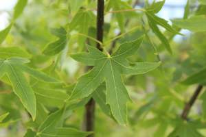 Deciduous: Liquidambar Worplesdon