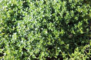 Thymus Emerald Carpet