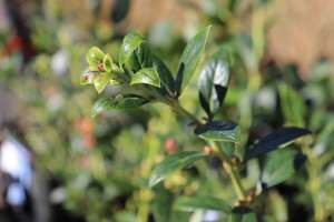 Blueberry Reka