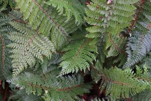 Ferns Chch Canterbury: Polystichum vestitum