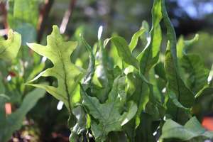 Microsorum pustulatum