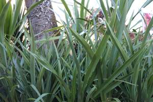Phormium tenax
