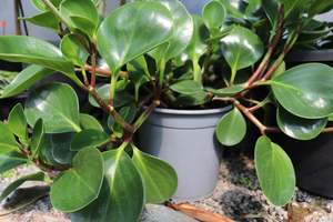 House Plants Chch Canterbury: Peperomia obtusifolia