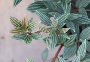 Peperomia puteolata