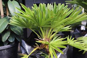 Palms Chch Canterbury: Chamaerops humilis Vulcano