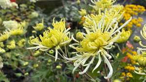 Perennials Bulbs Chch Canterbury: Chrysanthemum Lime Green Spider