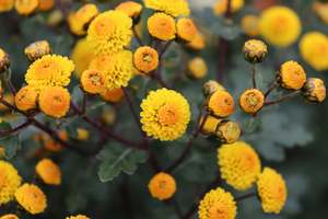 Perennials Bulbs Chch Canterbury: Chrysanthemum hybrid