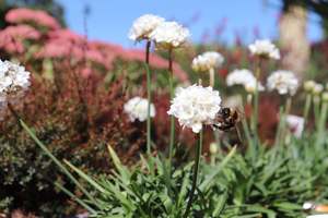 Perennials Bulbs Chch Canterbury: Armeria Ballerina White
