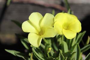 Perennials Bulbs Chch Canterbury: Oxalis flava var. fabaefolia