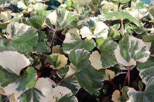 Perennials Bulbs Chch Canterbury: Farfugium argentea