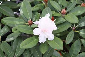 Rhododendrons Chch Canterbury: Rhododendron Yak x Helene Schiffner