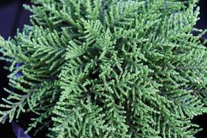 Shrubs Chch Canterbury: Hebe annulata
