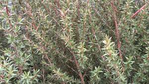 Shrubs Chch Canterbury: Leptospermum Blossom