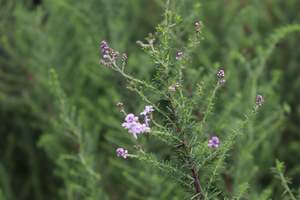 Shrubs Chch Canterbury: Selago densiflora