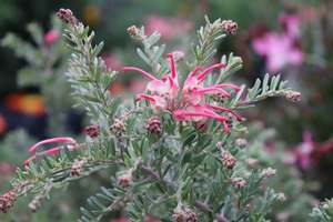 Shrubs Chch Canterbury: Grevillea Winter Delight