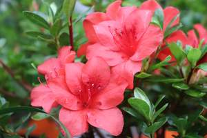 Shrubs Chch Canterbury: Azalea Fire Tower