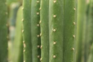 Succulents Cacti Chch Canterbury: Echinopsis spp.