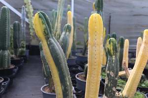 Succulents Cacti Chch Canterbury: Echinopsis pachanoi Variegata