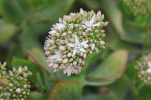 Succulents Cacti Chch Canterbury: Crassula ovata Pink Flowers