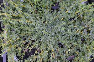Thymus serpyllum