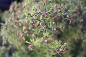 Hedging Chch Canterbury: Pittosporum pimeleoides
