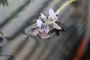 Perennials Bulbs Chch Canterbury: Aponogeton Distachyos