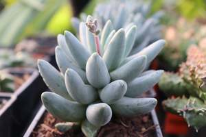 Succulents Cacti Chch Canterbury: Pachyphytum compactum