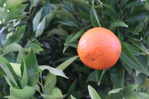 Edibles Chch Canterbury: Citrus Mandarin Corsica #2