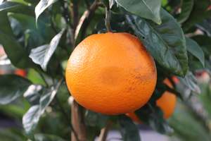Edibles Chch Canterbury: Citrus Navel Orange