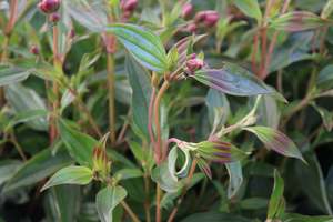 Evergreen Plants Chch Canterbury: Tibouchina granulosa Carolyn