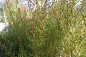 Boronia heterophylla