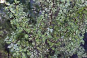 Evergreen Plants Chch Canterbury: Pittosporum Tandara Gold