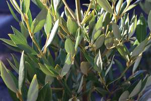 Evergreen Plants Chch Canterbury: Atherosperma moschatum