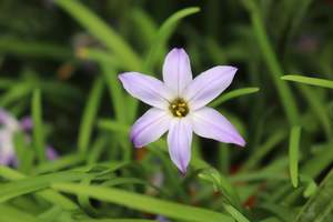 Ipheion uniflorum