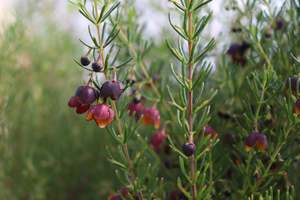 Boronia Megastigma