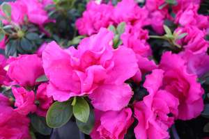 Shrubs Chch Canterbury: Azalea Kosmos