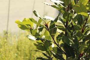 Laurus nobilis
