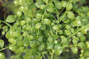 Edibles Chch Canterbury: Citrus Finger Lime