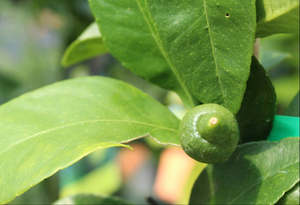 Edibles Chch Canterbury: Citrus Bearss Tahitian Lime