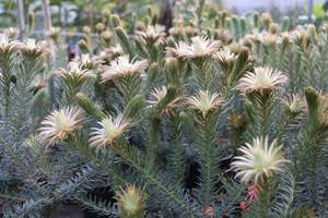 Evergreen Plants Chch Canterbury: Phylica pubescens