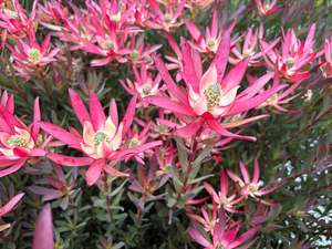 Evergreen Plants Chch Canterbury: Leucadendron Valentina