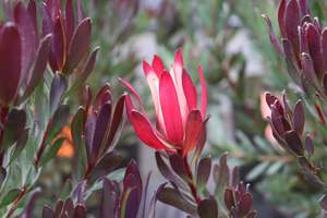 Evergreen Plants Chch Canterbury: Leucadendron Plum Passion