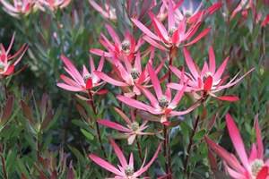Evergreen Plants Chch Canterbury: Leucadendron Loving Memories