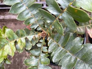 Evergreen Plants Chch Canterbury: Banksia grandis Coastal